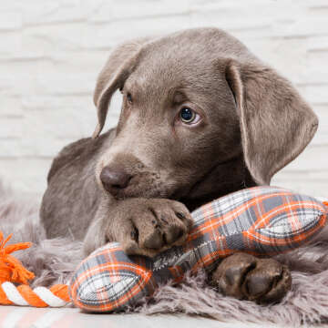 Hundewelpe mit Spielzeug in Knochenform Erstausstattung  Themenwelt Kachelbild